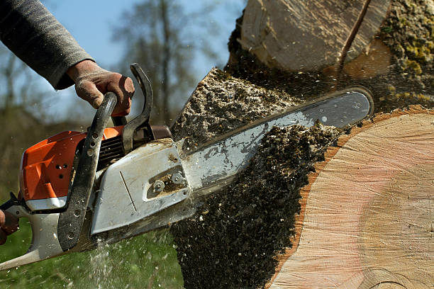 Tree and Shrub Care